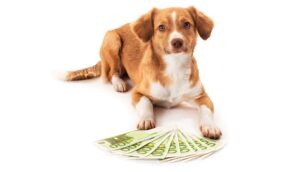 Read more about the article Mind Body Paws: Happy Money For Animals with Ken Honda